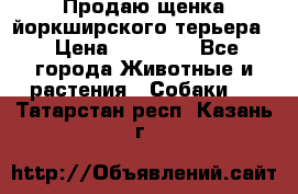 Продаю щенка йоркширского терьера  › Цена ­ 20 000 - Все города Животные и растения » Собаки   . Татарстан респ.,Казань г.